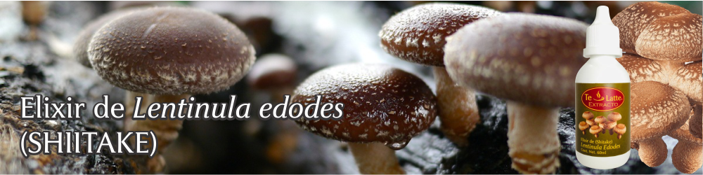 Te Latte CaféElixir de Lentinula edodes (SHIITAKE)